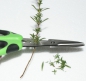 Preview: Herb scissors "Herby" from Westmark (1178)