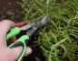 Preview: Herb scissors "Herby" from Westmark (1178)